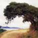 Point Lobos, Oak Tree